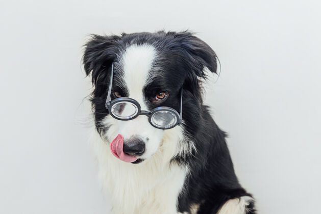 眼镜有趣的肖像小狗边境牧羊犬在滑稽的眼镜隔离在白色背景上漫画边境牧羊犬穿着