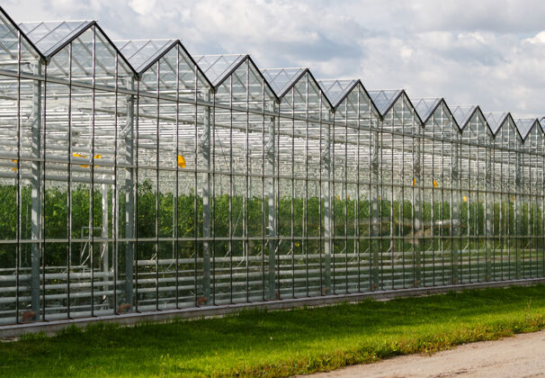 温室在温室里种菜温室玻璃绿色