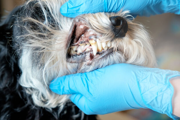 治疗医生检查狗的牙齿 狗牙垢鼻子牙齿医生
