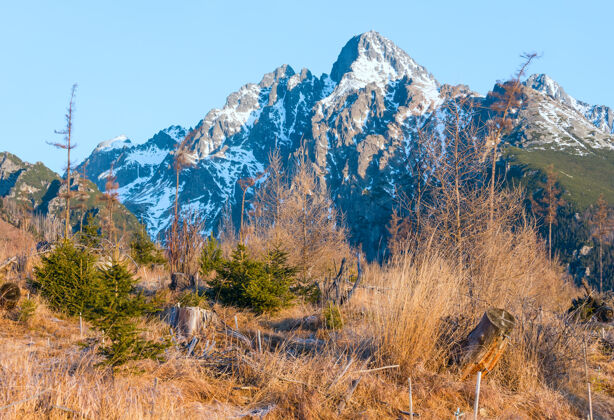 草岩石山坡上的雪和前面山上的小冷杉树雪景色干燥