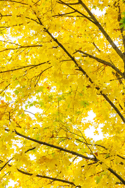 树秋叶照亮了太阳阳光金色纹理