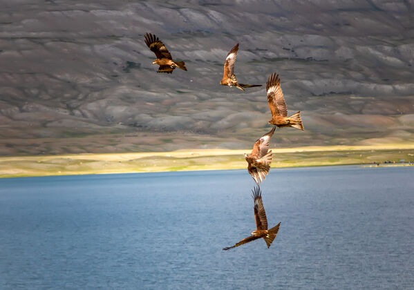 鹰一大群金雕在沙滩上亨特.韦斯特蒙古羊群湖鸟
