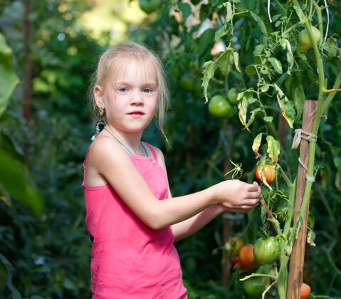 自然温室里的小女孩正在收获西红柿小植物学番茄