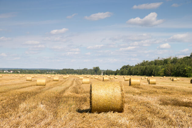 自然在地里割麦草农业饲料生长