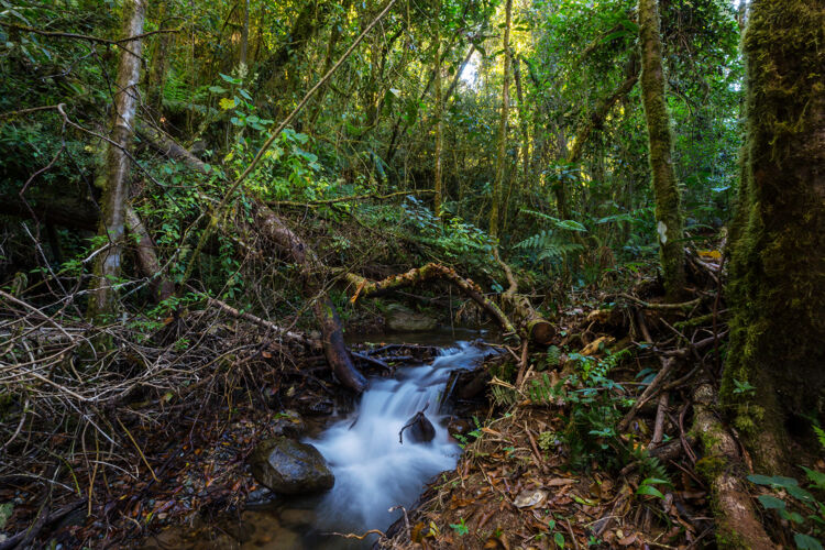 树美丽的溪水在雨林中流淌哥斯达黎加 中美洲蔬菜景观丛林