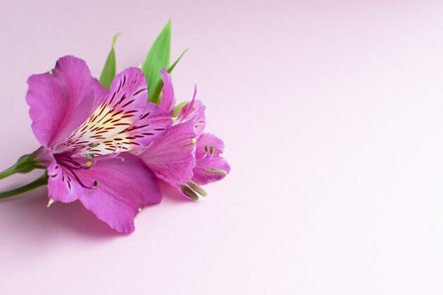 新鲜美丽的三叶草花特写紫红色百合