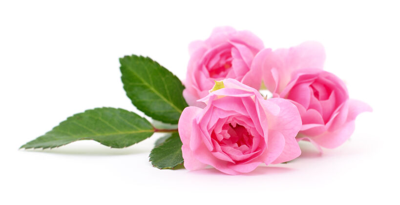花束三朵美丽的粉红玫瑰插在一棵白色的树上三礼物花瓣
