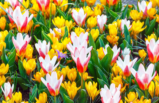 草地美丽的黄色番红花和白红色郁金香（宏）在春天的时候公园花开花