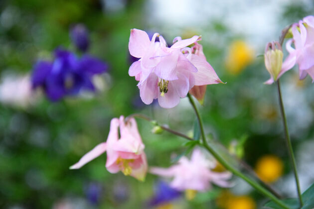 季节春天花园里粉红色的水芹花晴天五颜六色花园