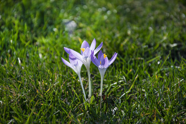 藏红花美丽的春天紫色 白色 黄色的番红花在绿色的草坪上季节特写美丽