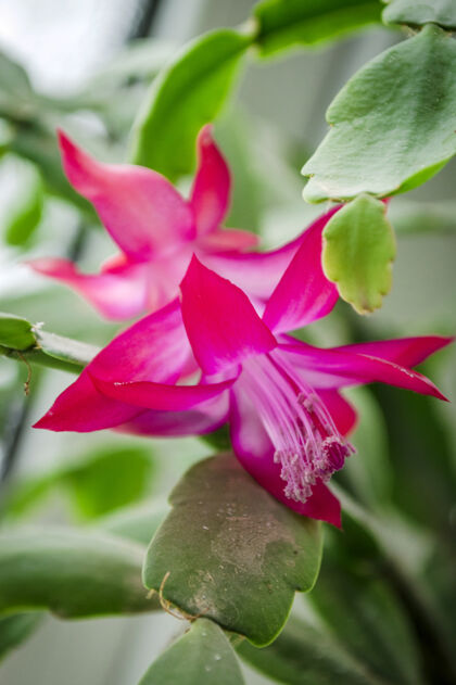 植物学粉红色仙人掌花或圣诞树室内植物特写紫色的花低季节