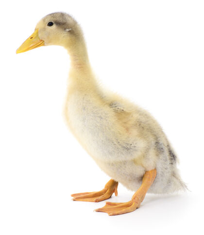 鸟小鸭谁是代表在一个白色的农业可爱小鸭