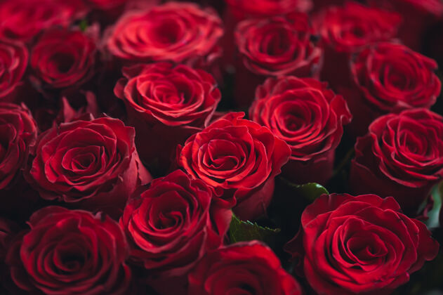 女人一束一百朵红玫瑰庆祝订婚或婚礼鲜红礼物花瓣