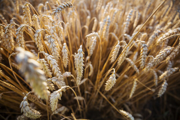 绿色麦田 近距离拍摄成熟的麦穗自然生长场景收获食物