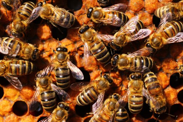 殖民地蜂房里的许多蜜蜂在养蜂场特写蜂巢蜂蜡工作