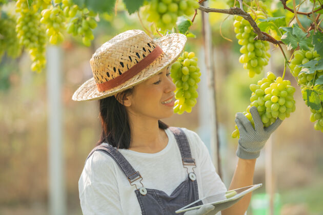人绿色葡萄农场女性穿着工作服和农场服装草帽年轻农场水果