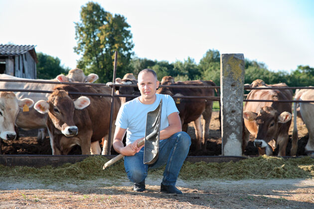 商业农夫在农场里和奶牛一起干活邮政牛奶农田