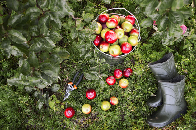 满园丁工具和熟苹果俯视图集篮子多