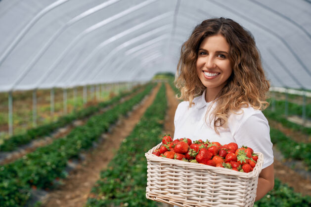 种植园母的手里拿着一大筐草莓采摘农业温室