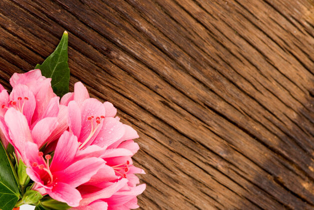草药粉红色的木槿花在古老的木头背景上治疗水疗花卉