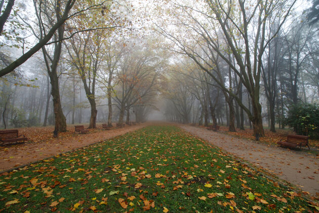 光束美丽的斯特里斯基公园在秋天的迷雾景观季节美丽自然