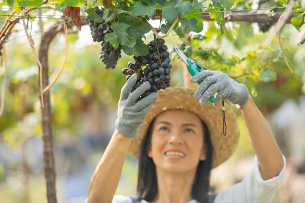藤蔓快乐的微笑欢快的葡萄园女穿着工作服和农家礼服草帽健康收获食物