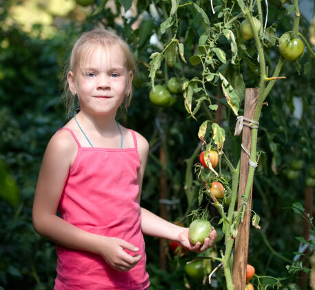 植物学菜园-可爱的园丁 收获成熟的西红柿自然国家农业