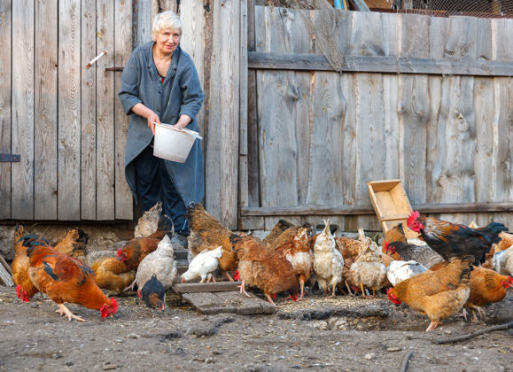 农村带着一桶鸡饲料的成年女人棕色成熟工作