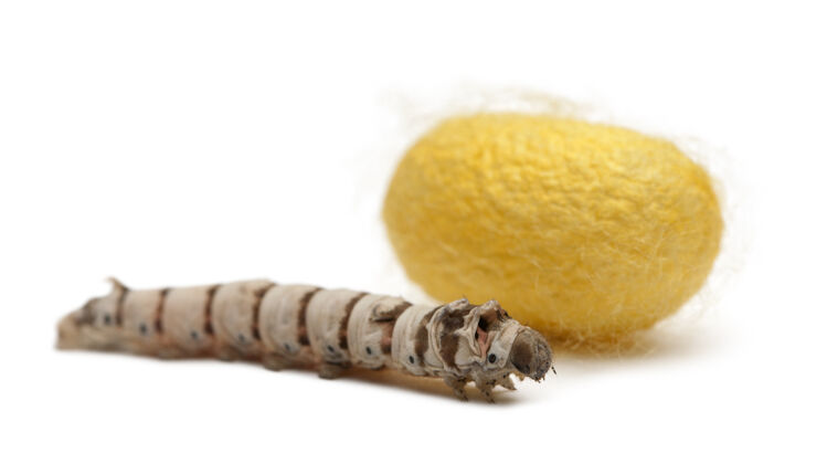 幼虫家蚕幼虫与蚕茧分离幼年动物蚕