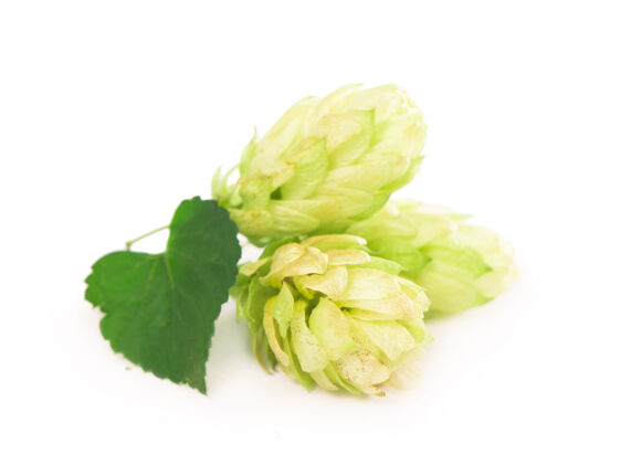 啤酒厂绿啤酒花球果上隔离白啤酒 酿造 天然啤酒生产草药美食酒精