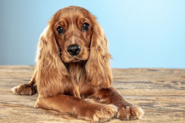 蓬松永远的好朋友英国可卡犬幼犬摆姿势可爱好玩的棕色小狗或宠物躺在蓝色背景的木地板上运动的概念 动作 运动 宠物的爱谎言纯种国内
