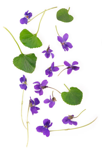 野生木紫罗兰的绿叶和花在白色的叶子上分离背景.药用还有花园植物开花环境细节