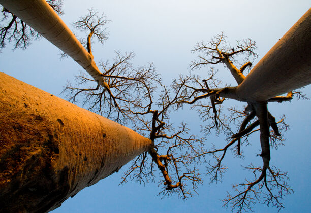 国家公园马达加斯加蓝色天空中的猴面包树远足黎明森林