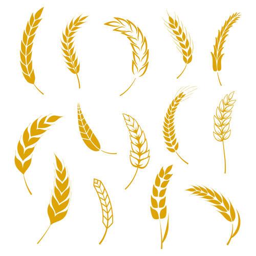 小麦一对麦穗玉米谷类成熟