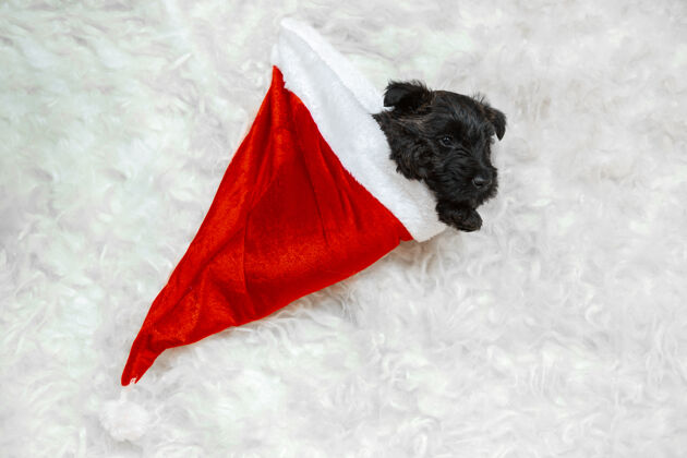 狗新年礼物戴圣诞帽的苏格兰梗小狗可爱的黑色小狗或宠物玩圣诞装饰看起来可爱摄影棚照片假期 节日的概念 冬天的心情动物可爱梗