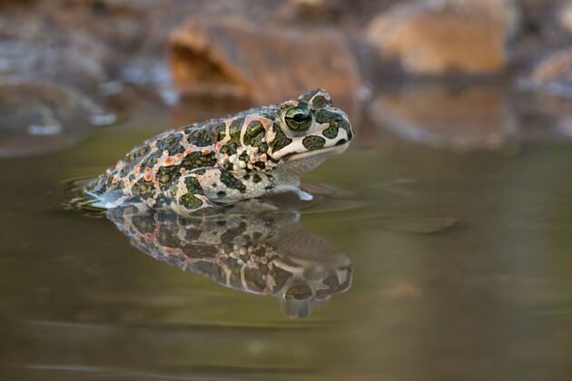 湖泊湖里青蛙的特写镜头野生动物爬行动物青蛙
