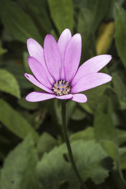 特写特写垂直拍摄粉红色娇嫩的阔叶银莲花在开花花自然新鲜