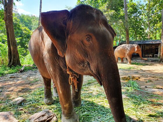 树干可爱的棕象在保护区散步大象哺乳动物森林
