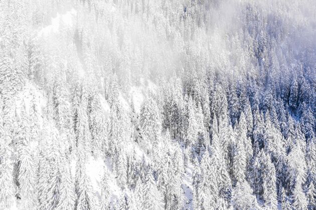 山在多云的日子里 雪山上的树木被捕获了松树高山寒冷