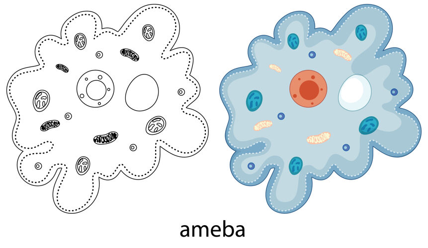 生物学阿米巴的颜色和涂鸦的白色细菌学习细胞
