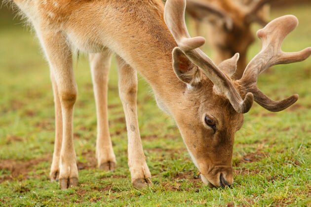哺乳动物休养鹿放牧近距离飞行生物角食草动物