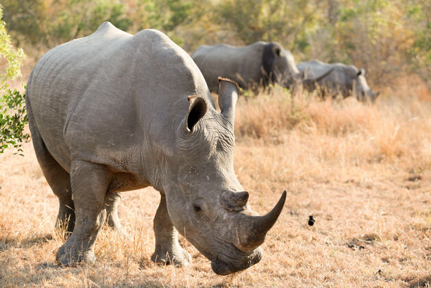 非洲南非野生动物园里的非洲白犀牛稀树草原犀牛早晨
