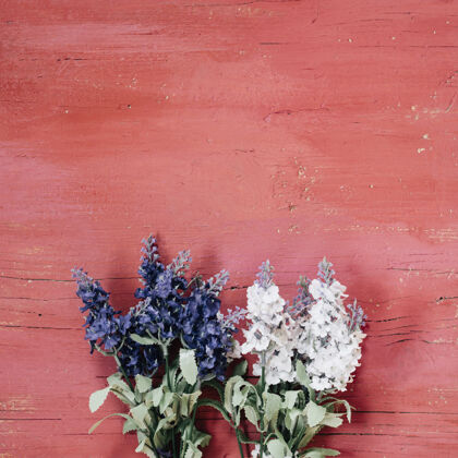 自然蓝色和白色薰衣草在浅粉色木制背景上旧花紫罗兰