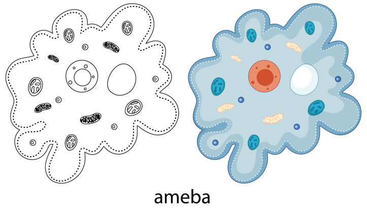 生物学阿米巴的颜色和涂鸦的白色细菌学习细胞
