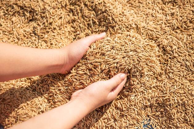 健康稻谷在收割 金黄色的稻谷在手 农民端着稻谷 稻谷在手种子生长亚洲