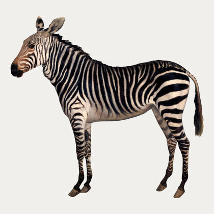 野生动物斑马画复古风格 由雅克·劳伦特·阿加塞的艺术作品混合而成斑马古董动物插图