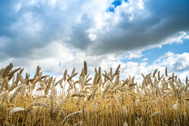 草阴天下田野里麦粒的低角度拍摄健康阳光农田