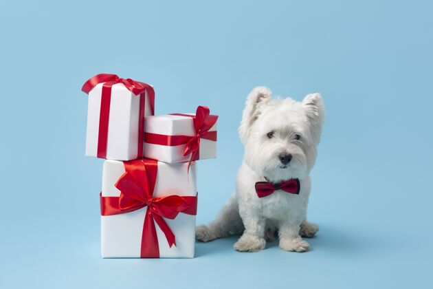 纯种可爱的白狗和礼物可爱哺乳动物生日