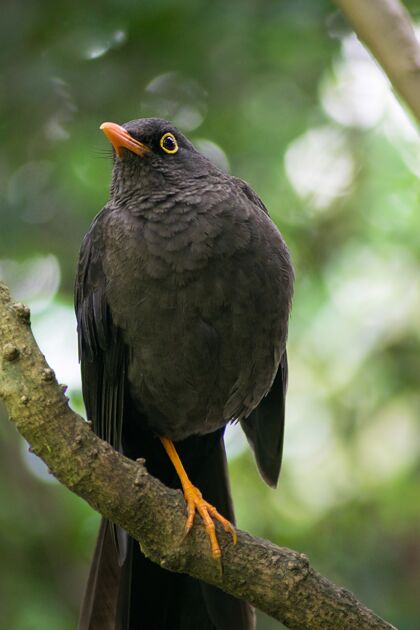 森林一只黑鸟白天的特写镜头翅膀雄性湖泊