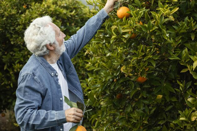水果收割橘子树的老人花园热带农业